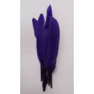 小直刀羽毛-深紫